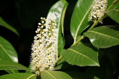 Close-up of flowers