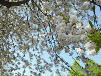 Low angle view of cherry blossoms