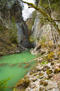 Scenic view of stream in forest