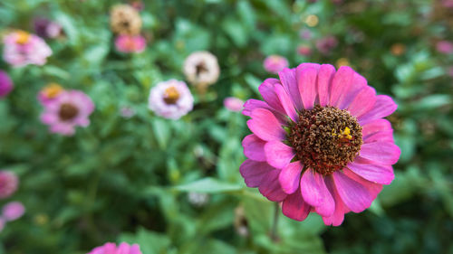 Close-up of pink flower