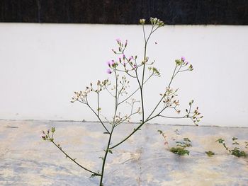 Close-up of plant