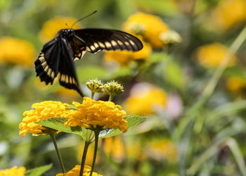 Close-up of butterfly pollinating on yellow flower