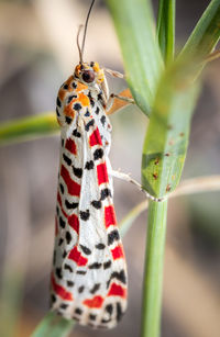 Close-up of butterfly on leaf