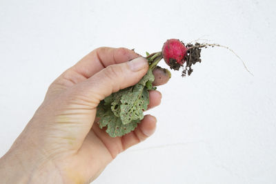 Close-up of hand holding berries over white background