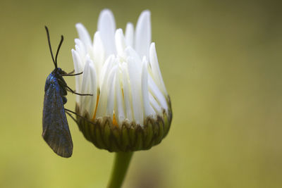 Close-up of insect on plant