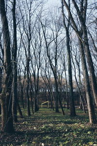 Bare trees in forest
