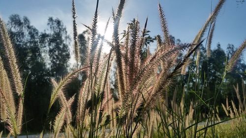 Close-up of fresh plants against sky