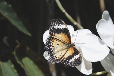 Close-up of butterfly pollinating on flower