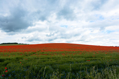 Scenic view of field against sky