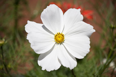 Close-up of white flowering plant