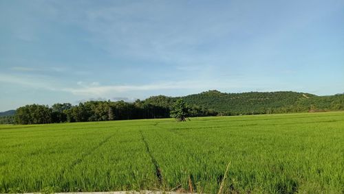 Scenic view of agricultural field against sky