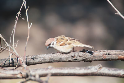 Close-up of bird perching on branch