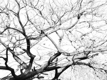 Low angle view of bare tree against sky