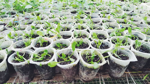 High angle view of potted plants at nursery