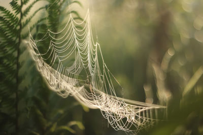 Close-up of spider web on plant