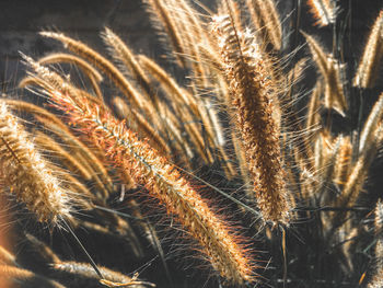 Close-up of wheat growing on field