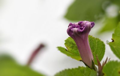 Close-up of pink flower