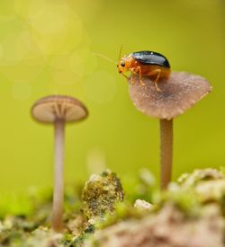 Close-up of insect on mushroom