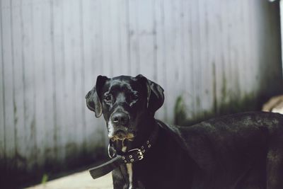 Portrait of a dog