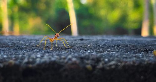 Close-up of insect