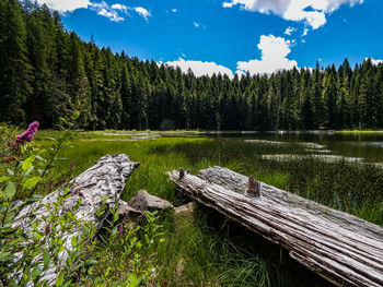 Scenic view of driftwood in forest against sky