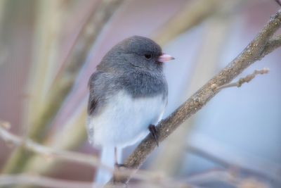 Close-up of bird perching outdoors