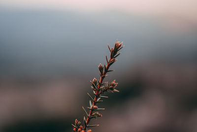 Close-up of plant against sky