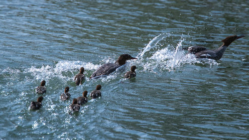 View of birds swimming in lake