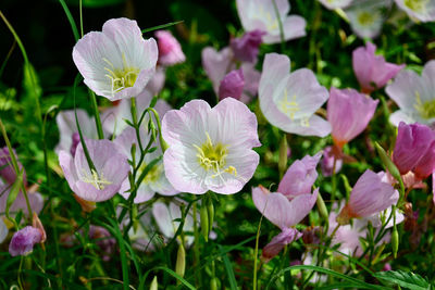 Close-up of pink flowering plant in field