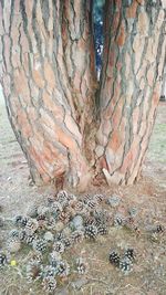 Close-up of tree trunk