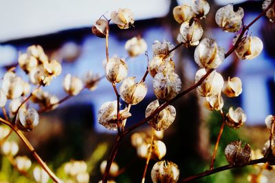 Close-up of white flowering plant