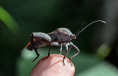 Close-up of bug on cropped finger