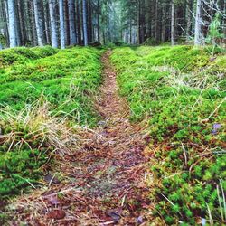 View of trees in forest