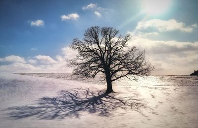 Bare tree on snow covered field against sky