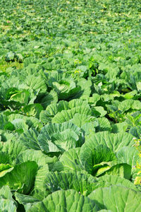 Close-up of green leaves