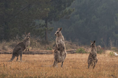 Kangaroo family in new south wales, australia.