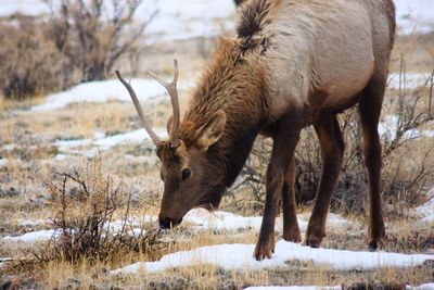 Deer on snow covered land