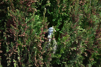 Low angle view of trees on plants in forest