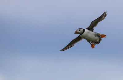 Low angle view of atlantic puffin flying against sky