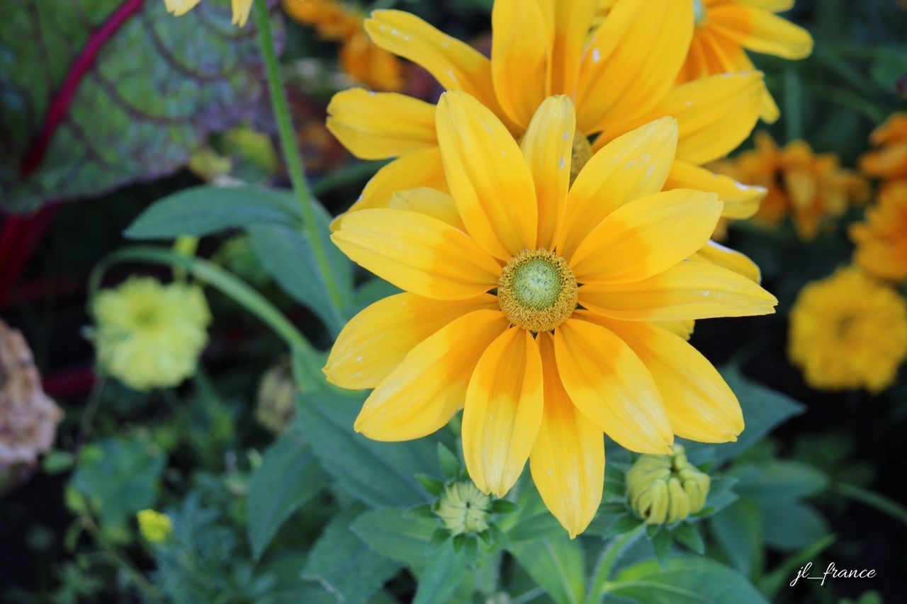 flower, petal, yellow, freshness, flower head, fragility, focus on foreground, beauty in nature, close-up, growth, blooming, nature, plant, pollen, in bloom, park - man made space, day, outdoors, no people, high angle view