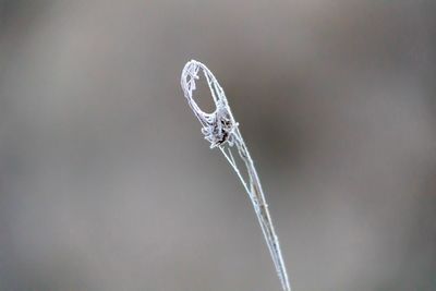 Close-up of insect on leaf against blurred background