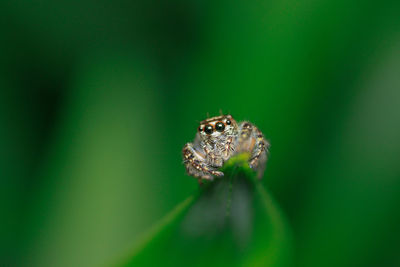 Close-up of spider