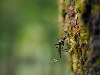 Close-up of insect on plant