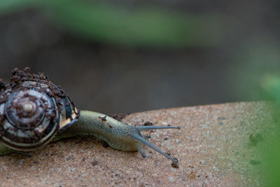 Close-up of a lizard