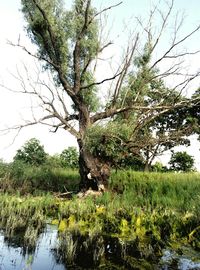 Scenic view of lake in forest