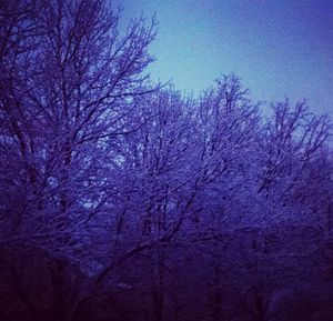 Low angle view of bare trees against sky