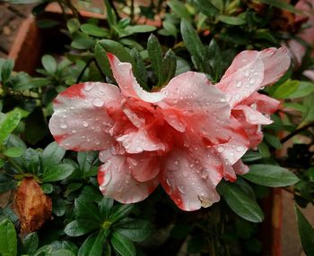 Close-up of raindrops on pink flower