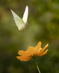 Close-up of butterfly pollinating on flower