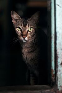 Close-up portrait of tabby cat