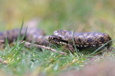 A common adder up close